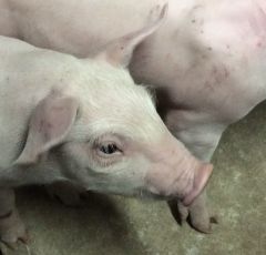 Difficultés de la filière porcine biologique